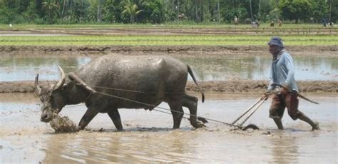Farmer With Carabao And Plow Philippines