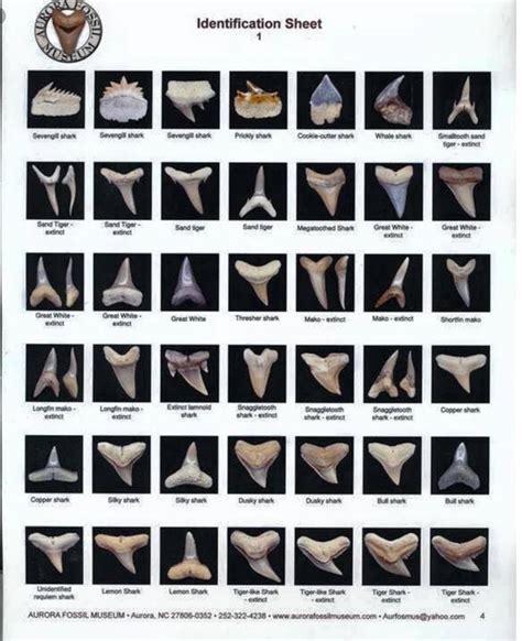 Shark Teeth Identification Help Please Fossil ID The Fossil Forum