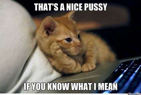 Pussy Cat Funny Pictures Funny Cats