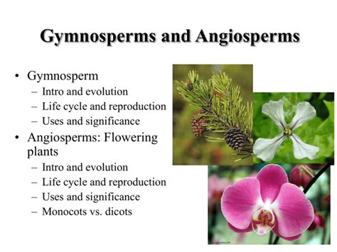 Lecture 12 Gymnosperms And Angiosperms