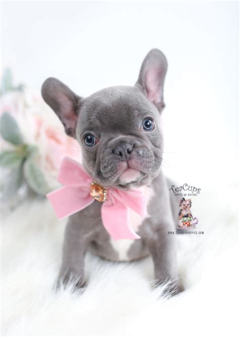 We have colors ranging from blue, grey, fawn, merle, cream, white and black french bulldog puppies for sale, love starts with a wet nose and ends with a tail. French Bulldog Puppies For Sale by TeaCups, Puppies ...