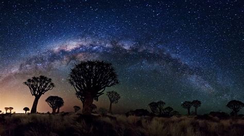 Milky Way Over Quiver Tree Forest Wallpaper