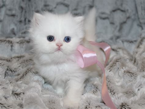 Silver persian kittens for sale. Teacup Persian Kittens - CatsCreation