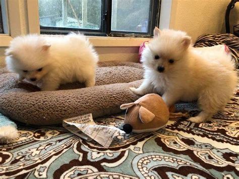 Find the best palm desert villas and houses, or apartments to rent. Teacup Pomeranian Puppies. - Palm Desert - Animal, Pet