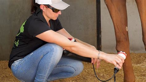 Cold Laser Therapy For Horses In Ocala Youtube