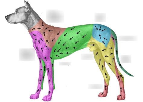 Dog Lymphatic System Diagram Quizlet