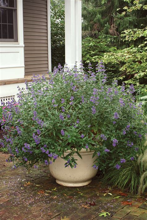 Maybe you would like to learn more about one of these? 47 best Shrubs for Containers images on Pinterest ...