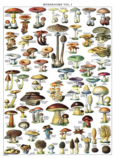 Buy Vintage Mushroom Print Mycology And Fungi Botanical Identification
