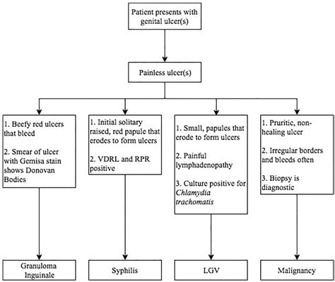 Genital Ulcer Disease A Review Of Pathogenesis And Clinical Features