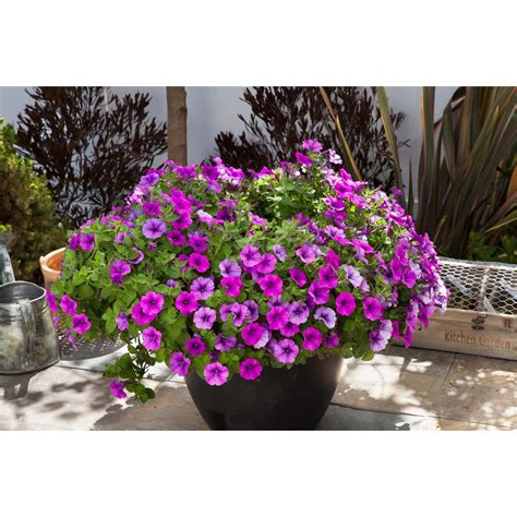 15l Petunia Hybrida Petunia Violet Bouquet Bunnings New Zealand