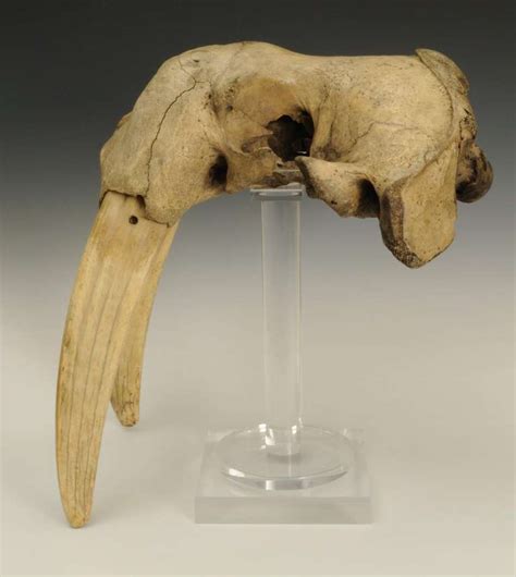 Walrus Skull At 1stdibs Walrus Skull For Sale Walrus Skeleton