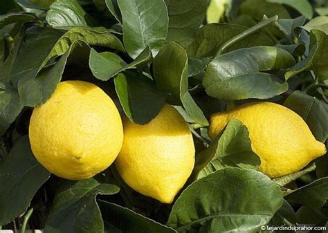 Citronnier 4 Saisons Citrus Limon Le Jardin Du Prahor