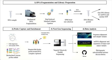 Novel Probe Capture Next Generation Sequencing Ngs Assay For