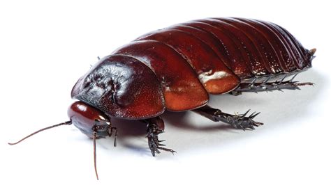 Cockroach Wallpapers Images Photos Pictures Backgrounds