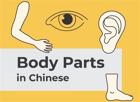 Chinese Vocabulary Learn Body Parts In Mandarin Nihaocafe