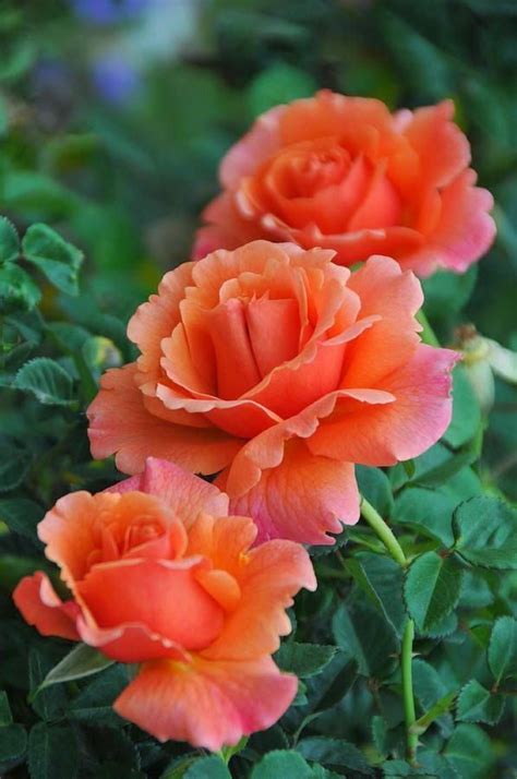 Dark Peach Roses Ahhhhhh Pinterest