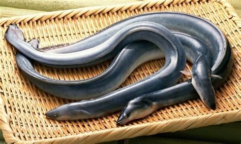 Eel Fish Price In Japan Jinda Olm