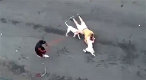 Horrifying Moment A Man Is Savaged By Two Pitbulls And Left In A Pool
