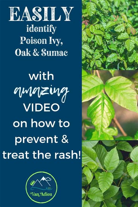 Identify Poison Ivy Oak And Sumac And How To Prevent A Rash Video