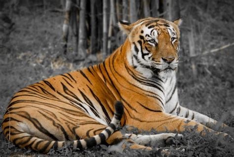 Tigre De Bengala GRAN DEPREDADOR