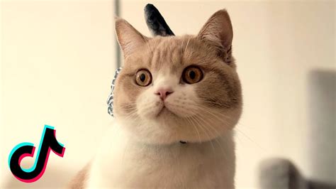 Cute And Funny Cats On Tik Tok Videos Viralcats At Viralcats
