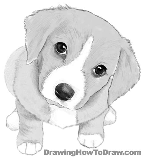 Realistic Easy Cute Dog Drawing