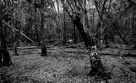 Top 6 Most Haunted Forests In The World