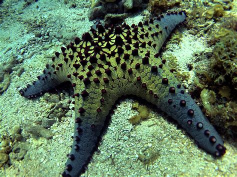 Chocolate Chip Starfish Photograph By Rex Austin Fine Art America