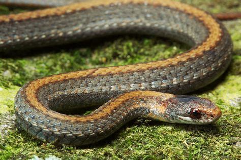 40 Best Arkansas Snakes images in 2020 | Snake, Reptiles, Snake venom