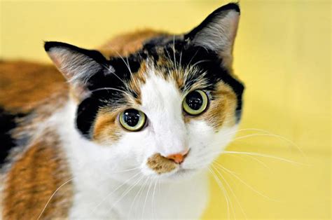 Fun Facts About Calico Cats Cat Food Advisor