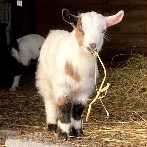 5 Reasons To Raise Fainting Goats Myotonic Goats