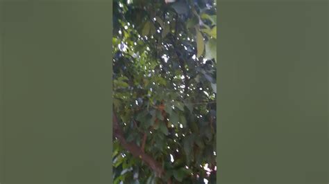 Bird In My Tambis Fruit Tree Youtube