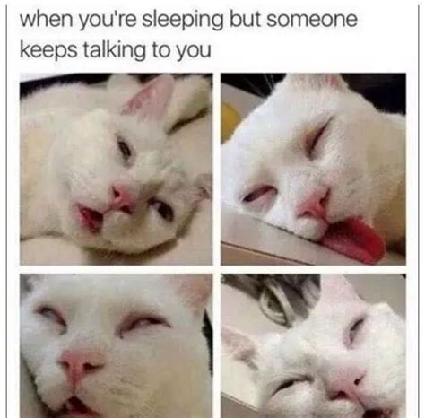 20 hilarious memes every cat owner will understand small joys