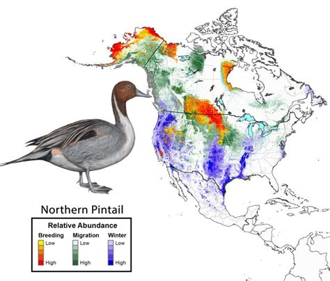 Duck Migration Map 2019