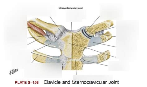 Sternoclavicular Joint Diagram Quizlet