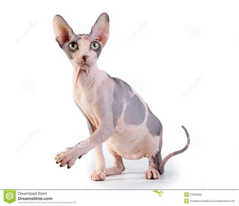 Canadian Sphynx On The White Background Stock Photo Image Of Pets