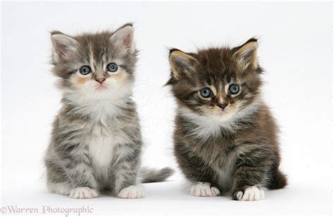 Two Tabby Kittens Photo Wp23827