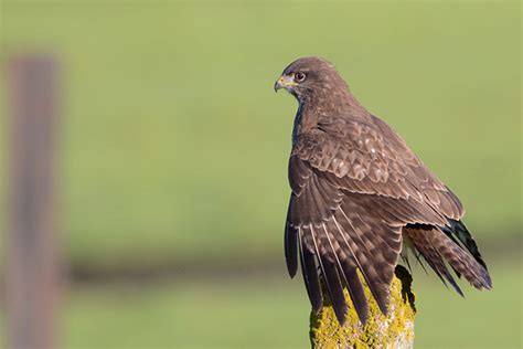 Investeer mee in de groene long ingelmunster. Burgemeester buizerd | oost-online.amsterdam