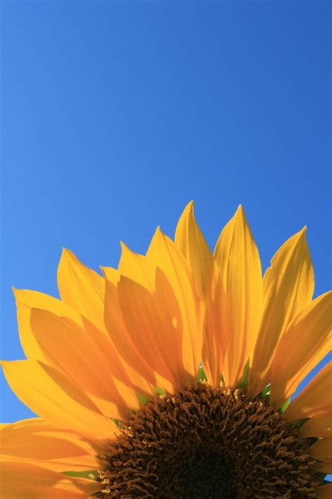 Sunflower Against Blue Sky By Matt Trostle On 500px Sunflower
