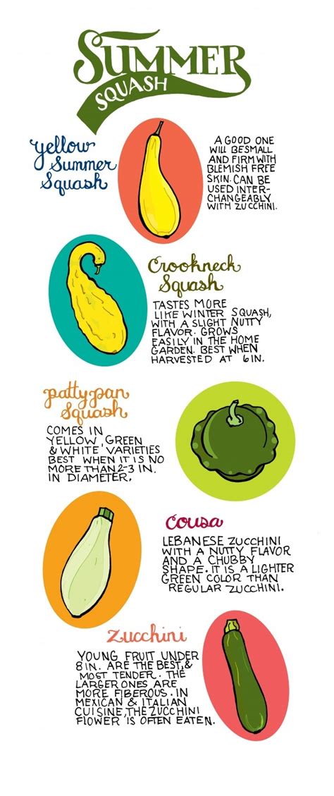 Check spelling or type a new query. 17 Best images about Grow & Assess: Summer Squash on ...