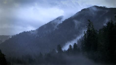 Misty Mountain Forest Fog Blowing Over Mountain With Pine