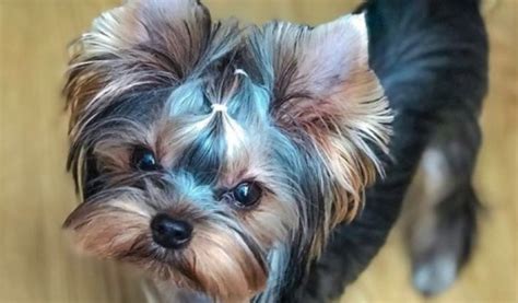 The four most expensive brands of dog food. Top 15 Most Expensive Dog Breeds In The World | Page 3 of ...