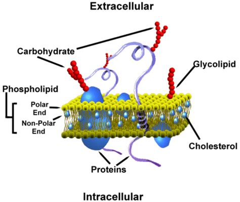 We did not find results for: Cell Membrane - Jeremy Oyler