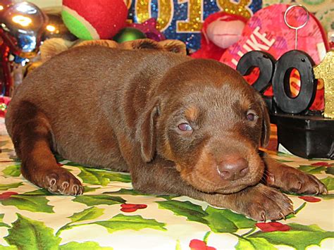 We did not find results for: Doberman Pinscher Breeder & Puppies for Sale in Ohio ...