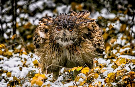 Nature Winter Animals Birds Owl Wallpapers Hd