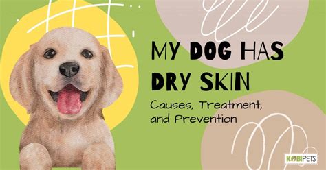 My Dog Has Dry Skin Causes Treatment And Prevention Kobi Pets