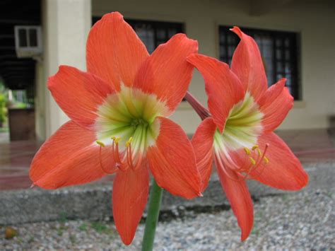 Asisbiz Flowers Philippines 069