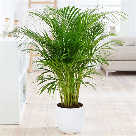 We would like to show you a description here but the site won't allow us. Buy areca palm or bamboo palm Dypsis lutescens: £54.99 ...