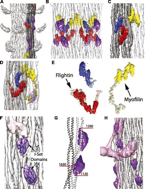 Cryoem Structure Of Drosophila Flight Muscle Thick Filaments At 7 Å