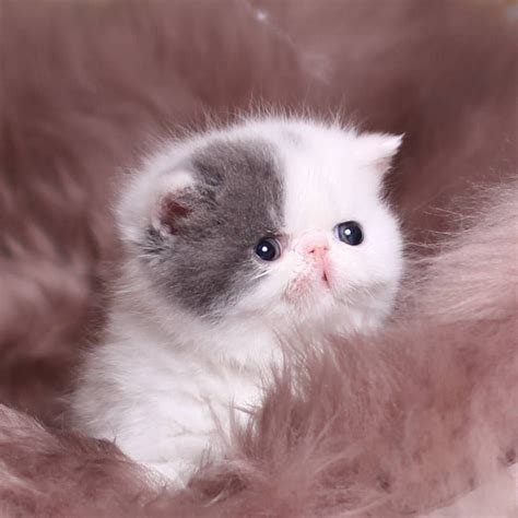 Persian Cats And Kitties Chillicattery On Instagram Persian